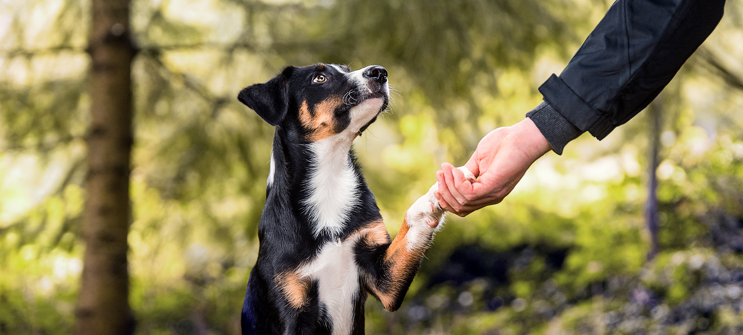 Hunde OP